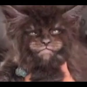 Meet your Posher, Frederick